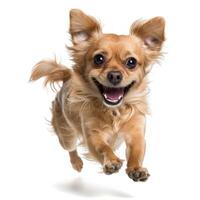 Adorable long haired chihuahua running and smiling on white background photo