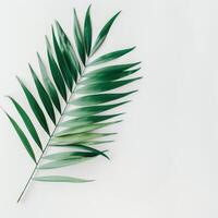 Tropical green palm leaf on minimal white background creating negative space photo