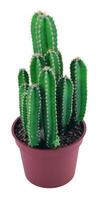 Cactus in a pot close view, potted cactuses isolated over white background photo