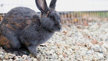 cute rabbit on the farm photo