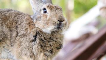 cute rabbit on the farm photo