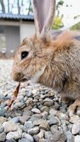 cute rabbit on the farm photo