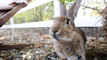 cute rabbit on the farm photo