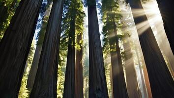 Sunlight shines through the trees in a forest photo