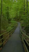 A Serene Pathway That Winds Through the Lush Forest, Surrounded by Abundant Greenery video