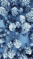 Stunning Aerial View of a Serene, SnowCovered Forest in a Winter Wonderland Environment video