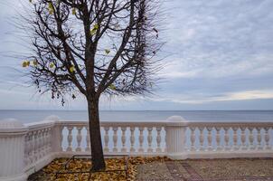 One tree grows on the embankment. An autumn tree without leaves. photo