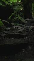 A Beautiful Mossy Stone Path Winding Through an Exquisite and Lush Forest Setting video