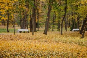 Autumn Park with Yellow Leaves on Trees and Ground photo