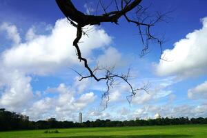 leafless tree in Kolkata Maidan Playground, Victoria Memorial Hall in background photo