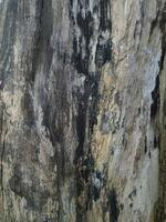 Aged Tree Bark with Unique Textures and Color Variations photo