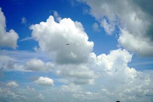 Bird flying in Cloudy Weather photo