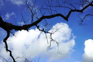 Tree branches, flora and nature at Kolkata Maidan where two birds are sitting photo