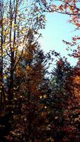 The Beautiful Autumn Sunlight Gently Filtering Through the Majestic Trees in Nature video