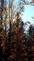 The autumn sunlight streaming through trees in a scenic landscape is captivating and serene video