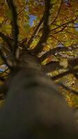 Autumn Leaves from Below A Trees Unique Perspective on Natures Beautiful Transition video