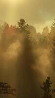 An enchanting and serene encounter in the mesmerizing Misty Forest awaits those seeking adventure video