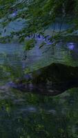 Enchanted and Serene Reflection in Natures Pristine Water Surrounded by Greenery and Wildlife video
