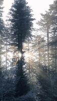 Sunlight Filters Through the Snowy Forest Trees, Creating a Stunning Visual Scene video