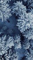 An Aerial View Showing SnowCovered Pine Trees Set in a Beautiful Winter Landscape Scene video