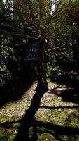 A Sunlit Tree casting gentle Shadows in a serene Garden filled with beauty and tranquility video