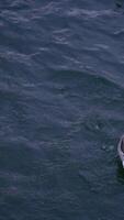 A tranquil and serene ocean scene featuring a bird soaring gracefully above the waves video
