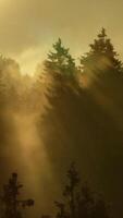 A Serene Forest Mist is Awash with Glorious Sunlight Rays, Creating an Enchanting Atmosphere video