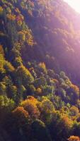 A Vibrant Autumn Forest Displaying a Stunning Array of Golden Leaves Throughout the Environment video