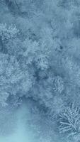 Explore the enchanting Winter Wonderland Observe the snowcovered trees from an aerial view above video