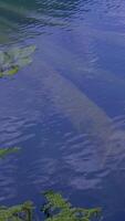 A Mysterious Submerged Structure Observed Deep Beneath Clear, Pristine Water Surface video