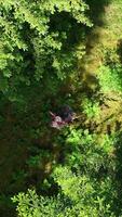 Aerial View of a Lush Green Forest Surrounded by a Serene Stream Flowing Through It video