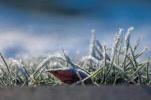 Abstract winter background with frosted grass and brown leaf photo
