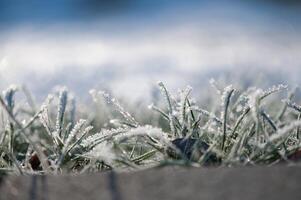 Abstract winter background with frosted grass and empty space for text, green blue and white color tones photo