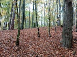 A forest with many trees and leaves on the ground photo
