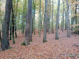 A forest with many trees and leaves on the ground photo