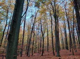 A forest with many trees and leaves photo
