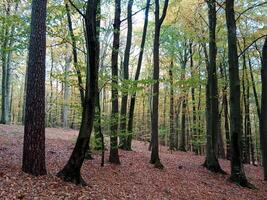 A forest with many trees and leaves photo