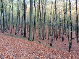 A forest with many trees and leaves on the ground photo