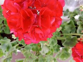 A close up of a red flower photo