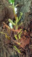 sprouts growing on a tree photo