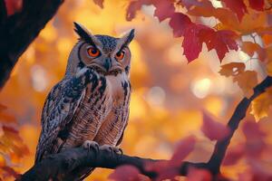 Owl on Branch with Autumn Leaves Background photo