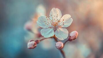Delicate cherry blossom flower with soft petals and buds photo