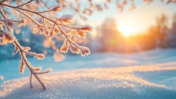 Frosty tree branches glistening in winter sun, creating serene atmosphere photo