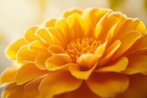 Close-Up of Soft Yellow Marigold in Warm Light photo