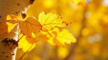 Close-up of golden birch leaves illuminated by sunlight photo