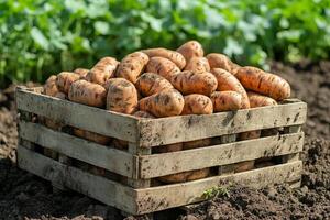 Freshly harvested potatoes in a wooden crate on farm. photo