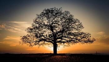 Silhouette of a large tree in a field at sunset. The sun is setting behind the tree, creating a beautiful golden glow. photo