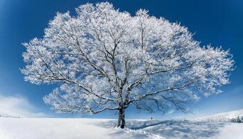 A lone tree stands tall in a snowy field, covered in frost, under a clear blue sky. photo