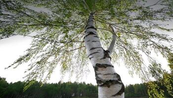 Low angle view of a birch tree with white bark and green leaves against a cloudy sky. photo
