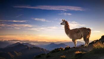 A lone llama stands on a mountaintop at sunset, overlooking a valley with clouds and mountains in the distance. photo
